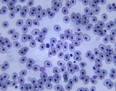 We use microscope comprehensively in microbiology, mineralogy, cell biology, biotechnology, nano physics, microelectronics, pharmacology, and forensics. Size Comparisons of Bacteria, Amoeba, Animal & Plant Cells ...