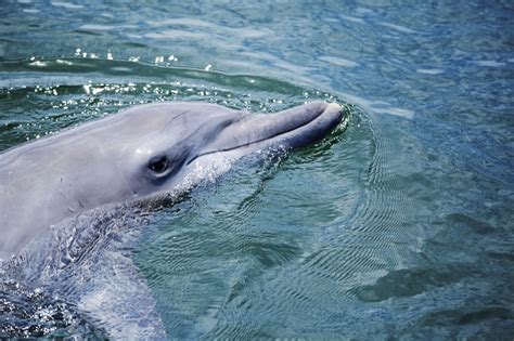 20 Facts About Dolphins That Will Make You Love Them Even More Best