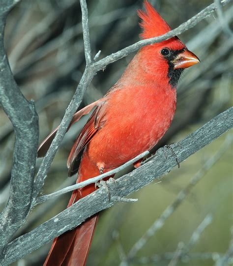 Northern Cardinal Bird Redbird Free Photo On Pixabay Pixabay