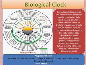 Acupressure Natural Therapy Our Biological Clock