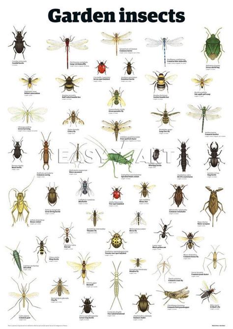 But there is another threat possibly lurking out there, trying to make its way into your house: insect+identification+chart+entomology | Garden insects ...