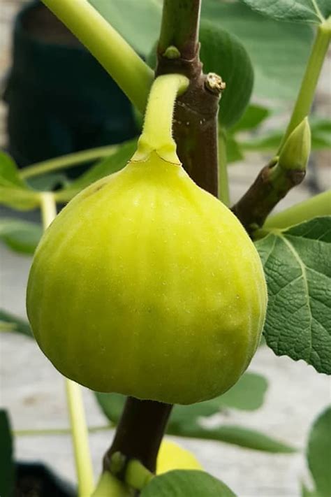 Buy Italian Honey Lemon Fig Tree Free Shipping Wilson Bros Gardens
