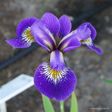 Iris × Robusta For Jay Daylily Phloxeu