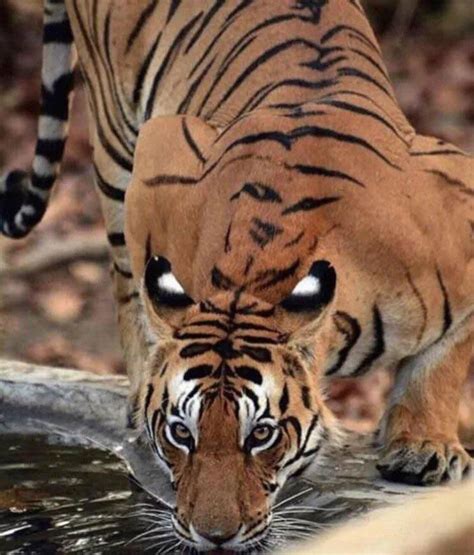 So Tigers Have Eyespots On Their Back As Intimidation When They Drink