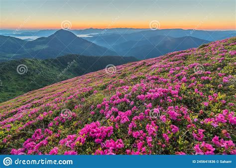 Magic Pink Rhododendron Flowers On Mountain Stock Photo Image Of