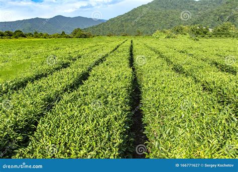 Amazing Landscape View Of Tea Plantation In Sunny Day Nature