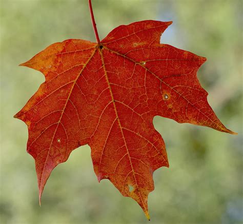 Autumn Maple Leaf Photograph By Terry Deluco Fine Art America