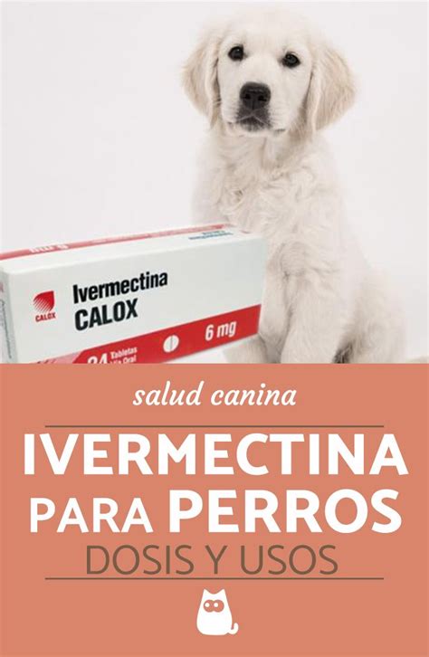 De ectoparasitosis causadas por sarcoptes scabiei y pediculus humanus. Ivermectina para perros - Dosis y usos | Perros, Perros ...