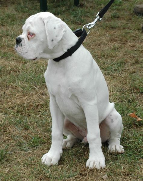 Busting 5 Common Myths About The White Boxer Dog Pethelpful