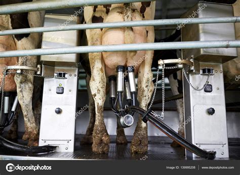 A cat that is cow hocked sees their hind legs turning inwards which in turn means their feet point as previously mentioned, having cow hocks places a lot of stress and extra pressure on a cat's hips as. Kühe und Melkmaschine in rotary Parlour auf Bauernhof ...