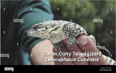 Cuban Curly Tailed Lizard Leiocephalus Cubensis Stock Photo Alamy