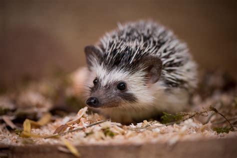Animals Hedgehog Wallpapers Hd Desktop And Mobile Backgrounds
