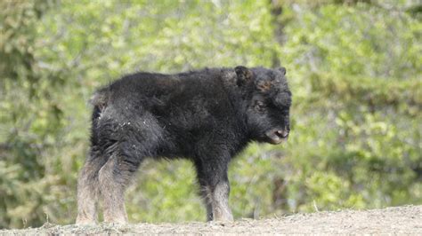 Baby Musk Ox Born On Display At Assiniboine Park Zoo Manitoba Cbc News