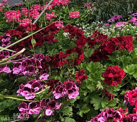 Types Of Geraniums Annual Pelargoniums For The Garden