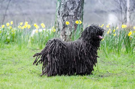 20 Of The Most Unusual And Unique Dog Breeds