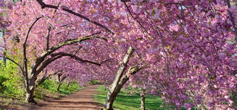 Springtime Guide To Central Parks Cherry Central Park Conservancy