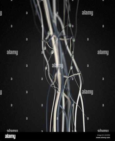 Medical Illustration Of Knee Arteries And Lymphatic System Human