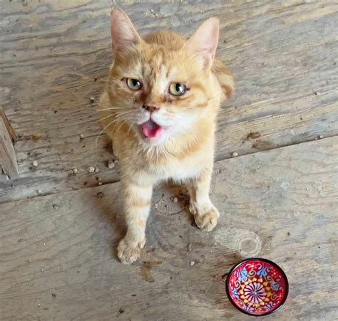 Soldier Seeking Help In Relocating Stray Cat She Nursed Back To Health