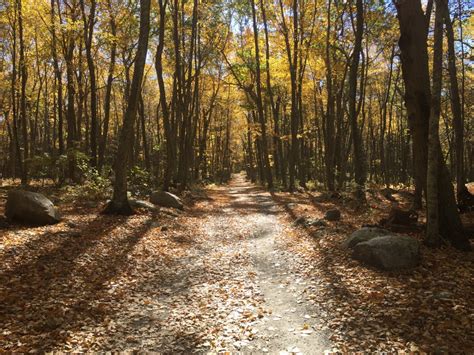 Free Images Tree Nature Forest Wilderness Hiking Trail Sunlight