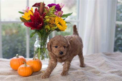 We often have english goldendoodle puppies for sale and f1b goldendoodle puppies for sale. Mini Petite Goldendoodles Genetic Tested| Copper Oaks ...