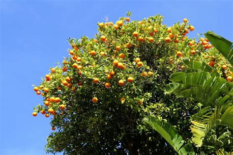 Orange Tree Bormes Les Mimosas Var France Alainazer Flickr