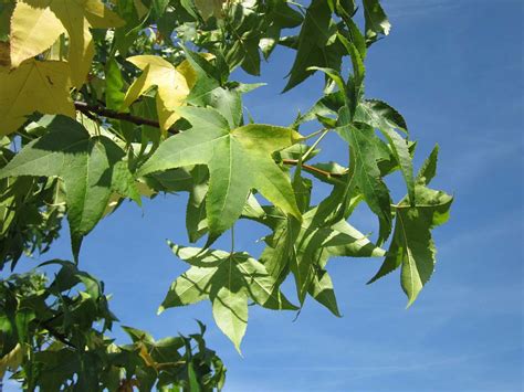 It's grown as an ornamental tree in southwestern british the scientific name of the american sweet gum (or sweetgum) tree is liquidambar styraciflua. Sweet gum trees look amazing in the autumn | Gloucester ...