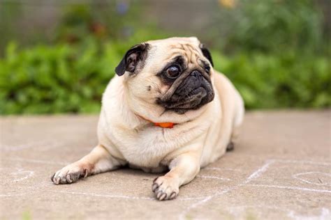 How Long Do Pugs Live Average Lifespan And Causes Of Death