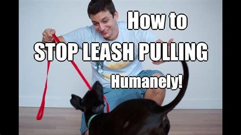 How To Train Your Dog To Not Pull On The Leash Youtube