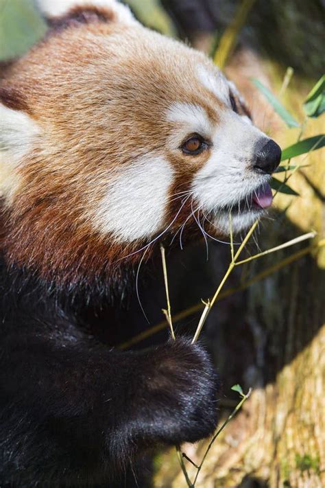 17 Reasons Red Pandas Are Earth Shatteringly Cute In 2020 Red Panda