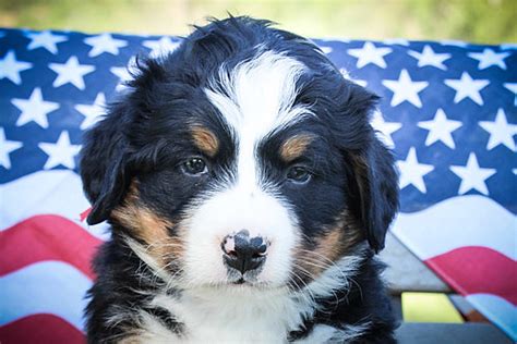 Red Ribbon Male Bernese Mountain Dog Puppy For Sale Sweetwater Farms