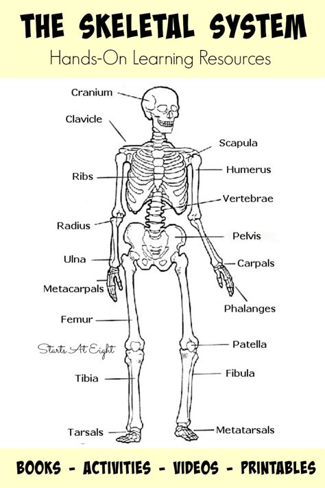 The Skeletal System Hands On Learning Resources Startsateight