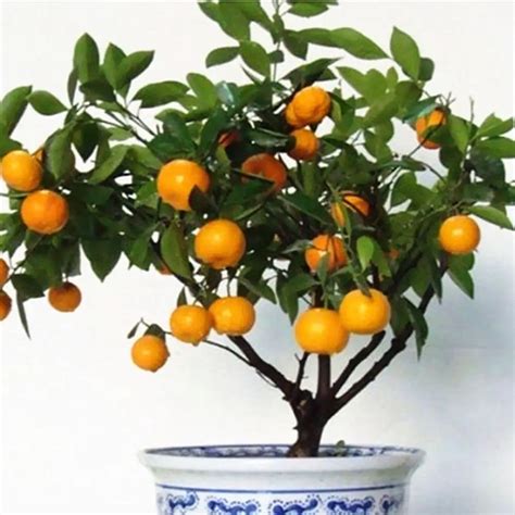 50pcs Bonsai Orange Potted Edible Tangerine Citrus Fruit Dwarf Orange
