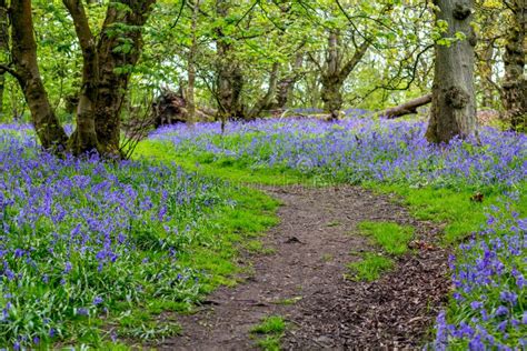 Beautiful Bluebells In The Forest Of Scotland Stock Photo Image Of