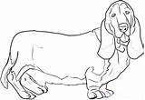 Basset Hound Draw Drawing Dog Coloring Cool Coon Getdrawings Bassethoundtown sketch template