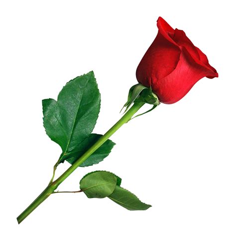 Rose water is also used to flavour food, as a component in some cosmetic and medical preparations, and for religious purposes throughout asia and europe. Rose PNG Transparent Image - PngPix