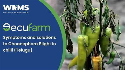 Choanephora Blight In Chilli Symptoms And Treatment By Wrms Telugu