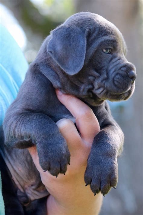 Outlaw Kennel Cane Corso Puppies For Sale The Outlaw Bloodline