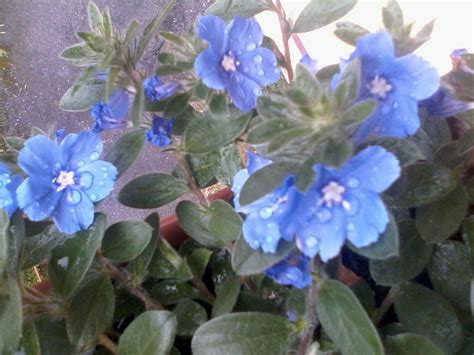 EVOLVULUS i fiori piu' azzurri del mondo | Fiori