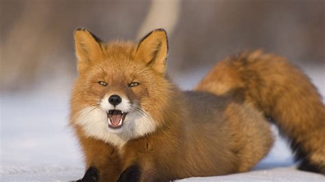 Fox Furry Wallpaper 72 Images