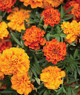 Description marigold are among the very popular flowers commonly found in india and other countries. Marigold, Triple Treat - Marigolds at Burpee.com