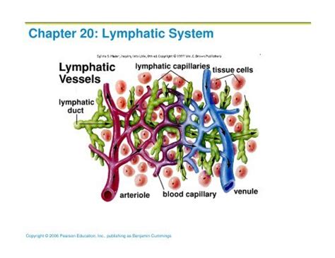 Chapter 20 Lymphatic System