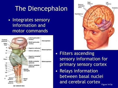 The diencephalon is a part of brain situated cranial to the midbrain and is more or less totally encompassed by the cerebrum. PPT - Midbrain ("mesencephalon") PowerPoint Presentation ...