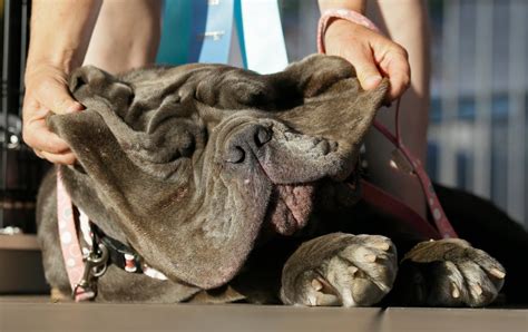 Mastiff Named Martha Wins Worlds Ugliest Dog Contest Ctv News