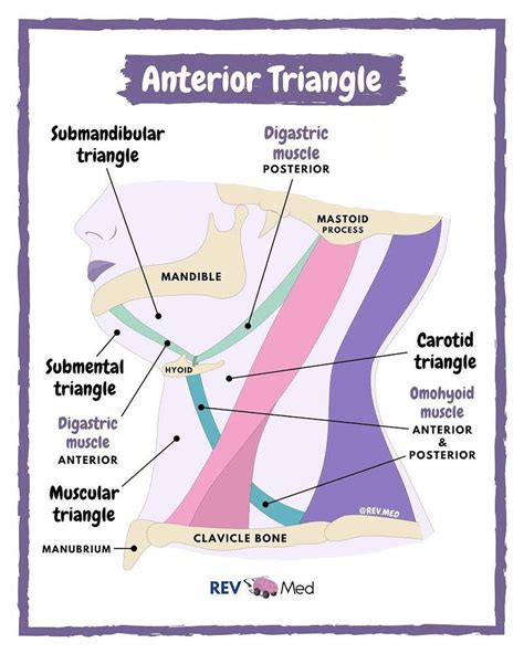 Anterior Triangle Of Neck Anatomy