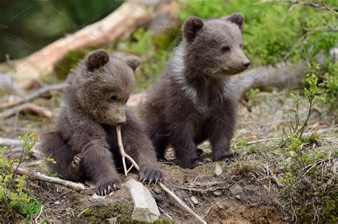Bear Cub Stock Photo Containing Bear And Animal Animal Stock Photos