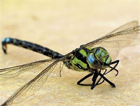 Delicate Dragonflies Can Rid The Yard Of Aphids And Mosquitoes