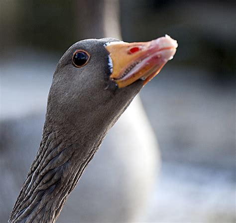 Top 92 Pictures Do Canadian Geese Have Teeth On Their Tongues Sharp