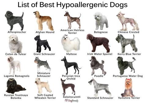 What Dog Breeds Are Good For People With Allergies