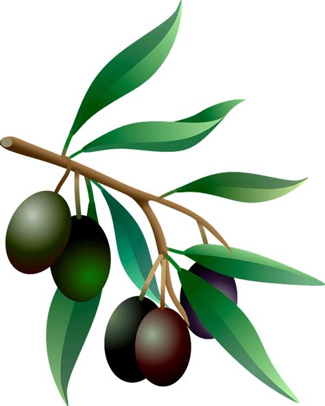Green Isolated Olive Tree On White Background Vector Illustration Clip Art Library