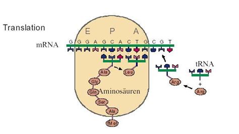 In unserem video zum thema erklären wir dir alles in nur wenigen minuten! Neue Erkenntnisse bei der Proteinbiosynthese